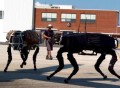 Boston Dynamics выйдет из состава холдинга Alphabet 