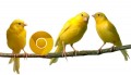 Chrome Canary: на страже безопасности пользователей