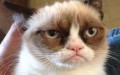 Grumpy Cat стал мемом года